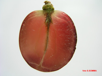 Sezione di acino di uva Apulia. Sono evidenti il robusto attacco del pedicello e l'apirenia.
