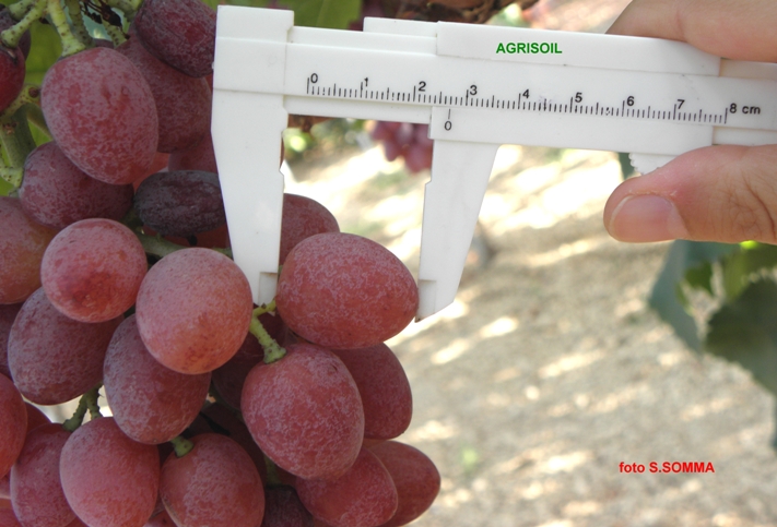 FIAMMETTA SEEDLESS - calibro acini