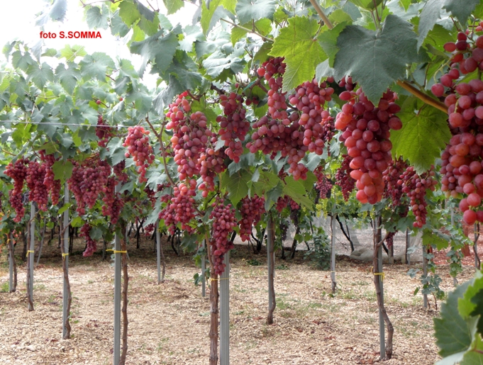 FIAMMETTA SEEDLESS - particolare della produzione