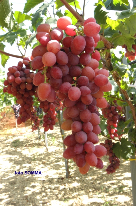 FIAMMETTA SEEDLESS - grappolo conico alato