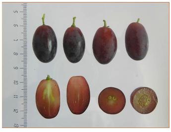 Acini selezione uva apirena D-1