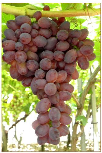 Grappolo di uva apirena D-1