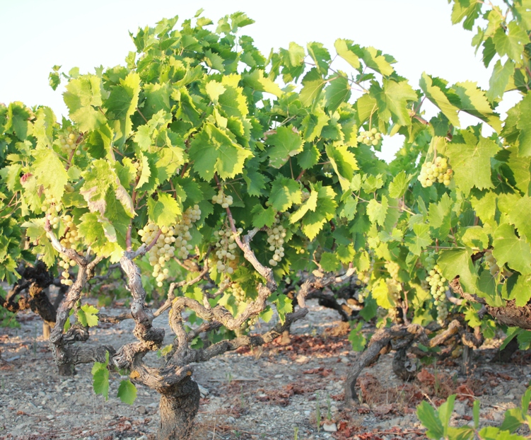 Ceppo di Baresana con pochi grappoli pregiati