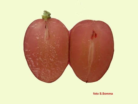 Fiammetta seedless acino in sezione