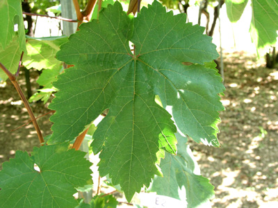 Foglia verde di vite