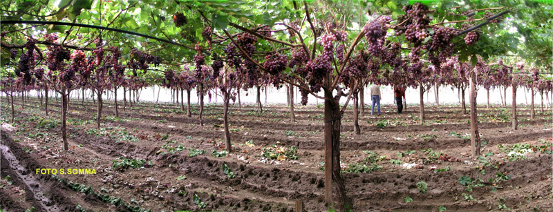 Foto panoramica di vigneto di Crimson seedless