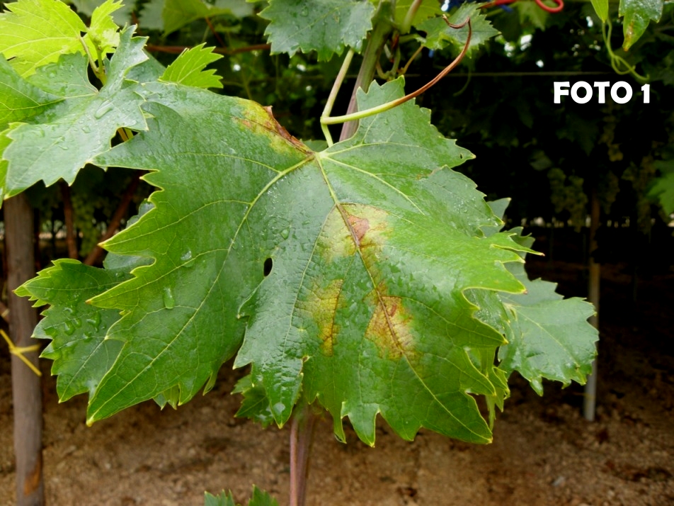 Foto 1 - macchie di peronospora su foglia